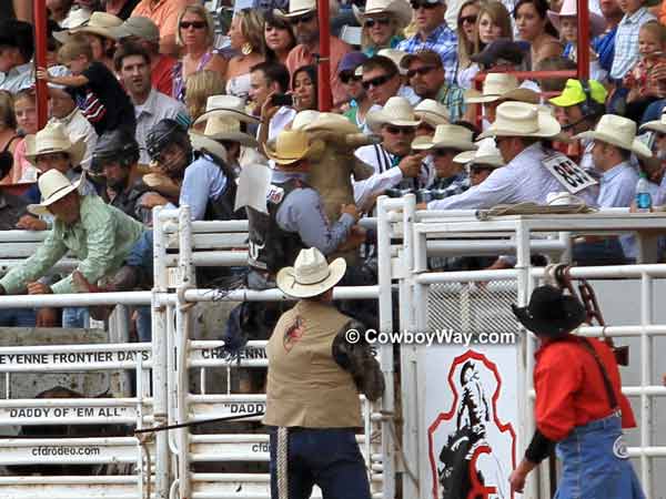 A bucking bull rears in the chutes