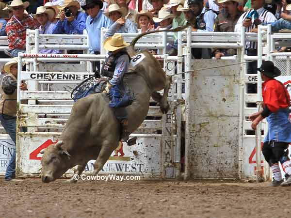 Cheyenne Frontier Days Bull Riding Photos 