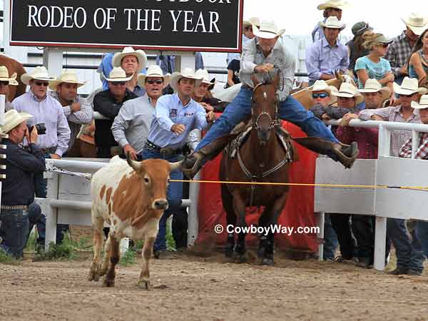 A steer wrestler prepares to leave the box