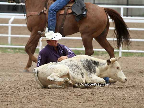 A steer wrestler completes his run successfully
