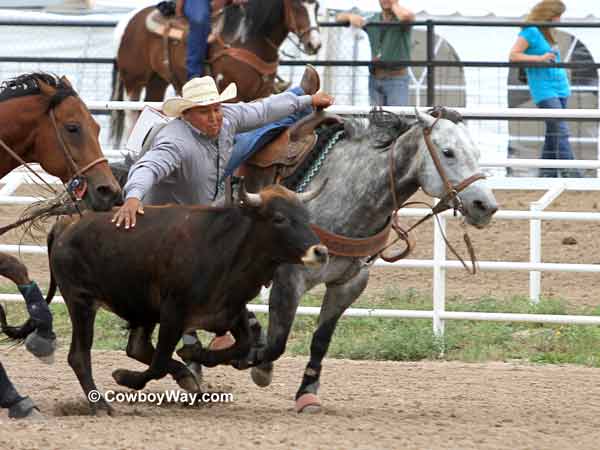 A steer wrestler on a gray horse