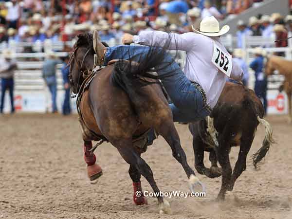 Steer wrestler Payden McIntyre gets down on a steer, view from behind