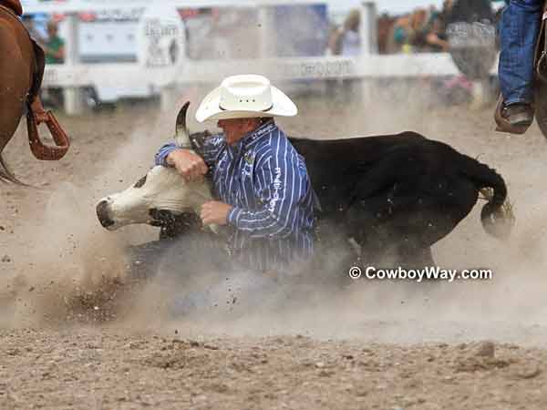 A steer wrestler begins to wrestle his steer