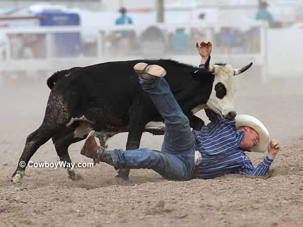 A steer breaking away
