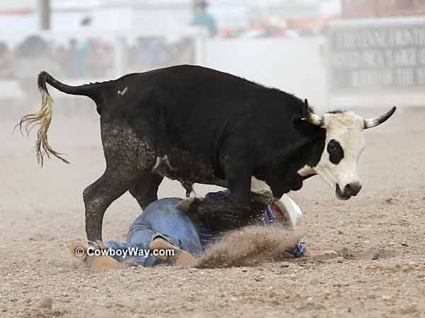 A steer tromping over a steer wrestler