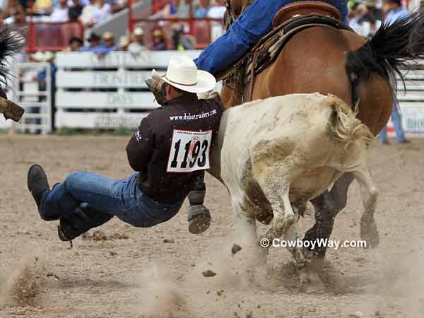 A steer wrestler with his feet off the ground