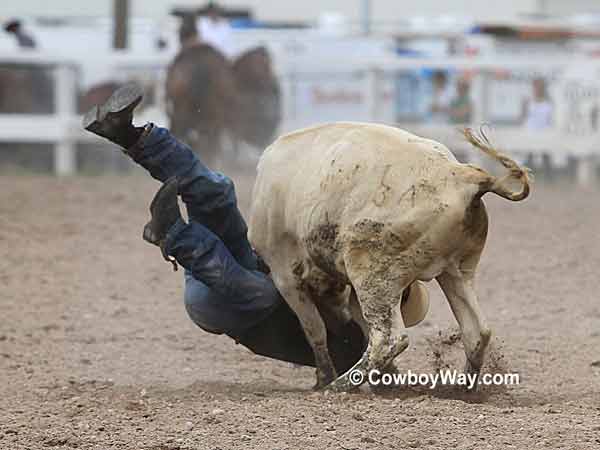 A steer wrestler getting thrown around by a steer