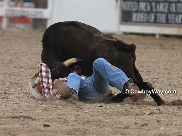 A steer wrestler nearly face-to-face with his steer