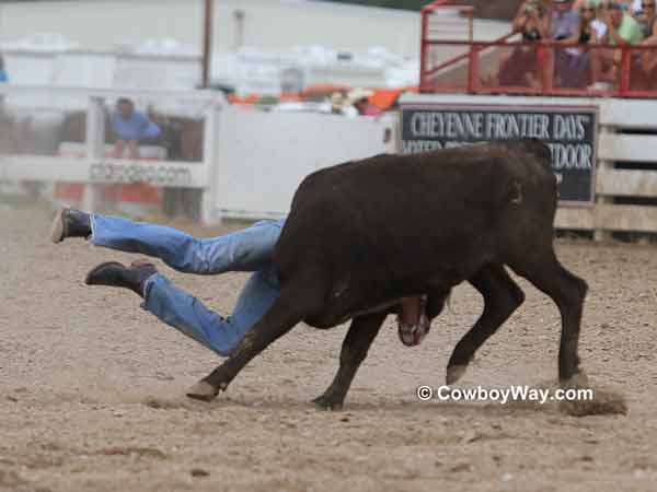 A steer gets a steer wrestler off of the ground