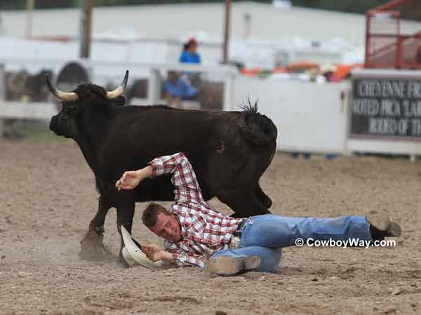 A steer manages to pull away from a steer wrestler