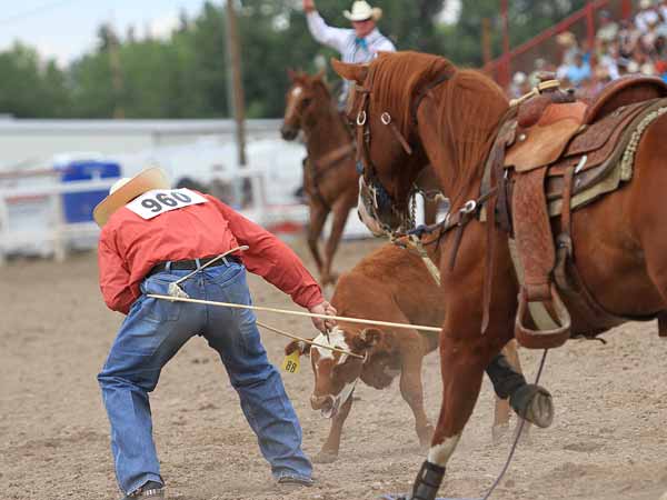 Calf roper Clint Robinson cuts 
his rope