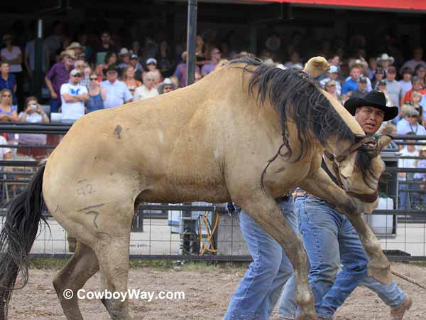 A buckskin wild horse jumps forward