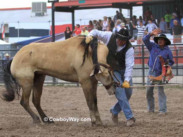 A buckskin wild horse