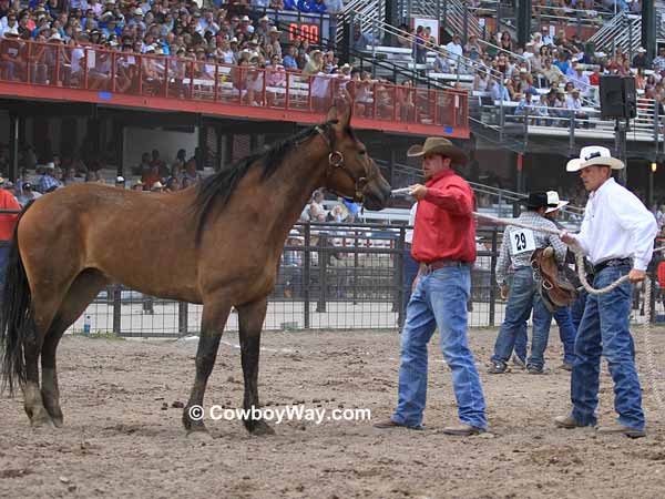 Wild horses and contestants wait for the start of the race