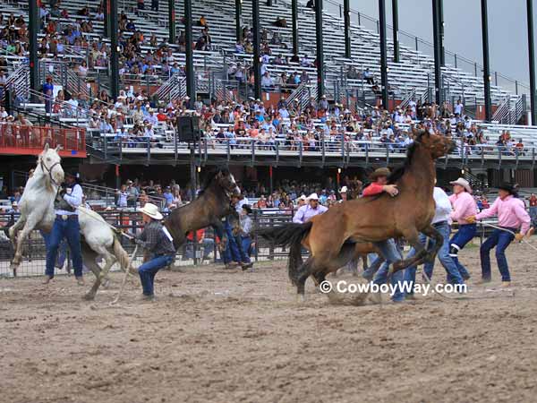 Moments after the start of the wild horse race