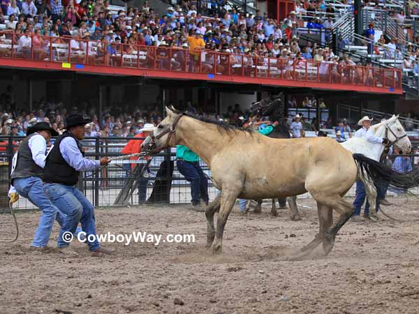 A wild horse stares at his team