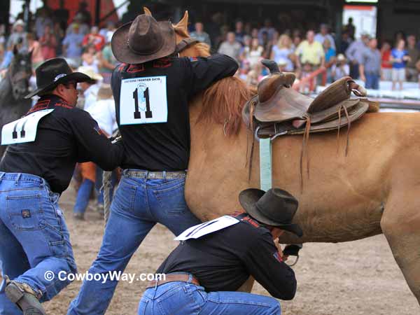 Wild horse race at Cheyenne Frontier Days