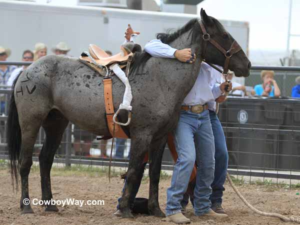 Wild horse racing team #17, the John Long team