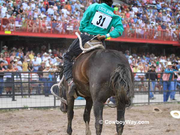 A wild horse turns and goes the right direction