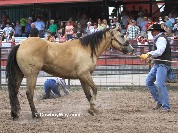 A buckskin horse stares down his team again