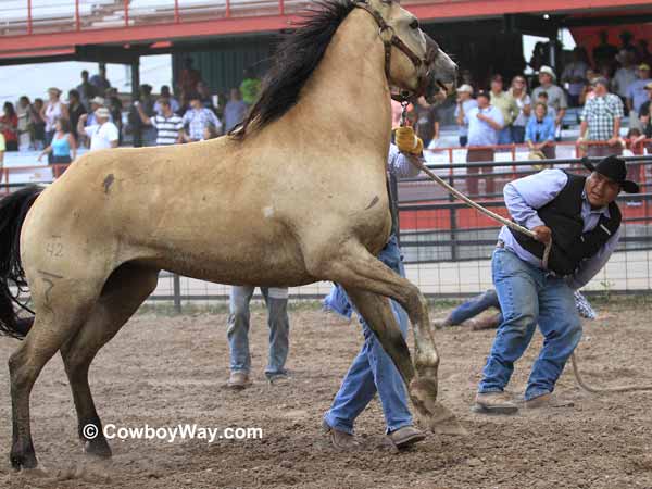 A wild horse begins to move away from his team