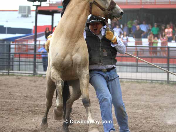 A wild horse takes off running