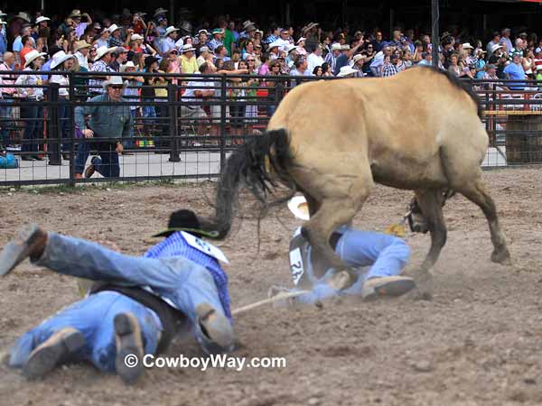 A wild horse tramples a contestant