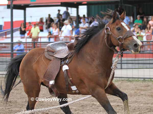 A wild horse runs down the racetrack 
with a saddle but no rider