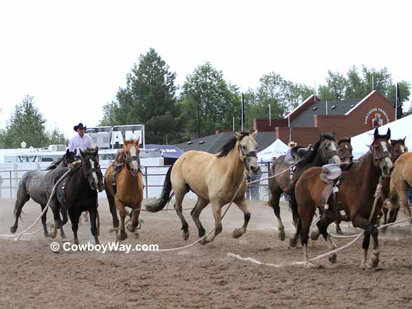 A group of wild horses lope up the racetrack