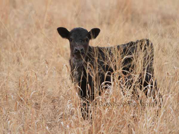 A curious calf