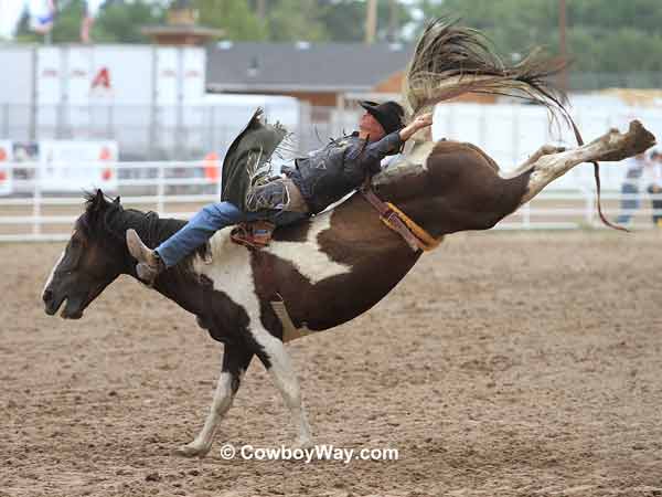 A bareback bronc rider makes a successful ride on a spotted bronc