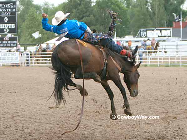 Jessy Davis on bareback bronc Short Fuse