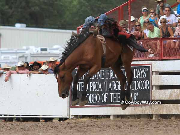 Bronc rider Bo Casper and bronc Dakota Babe