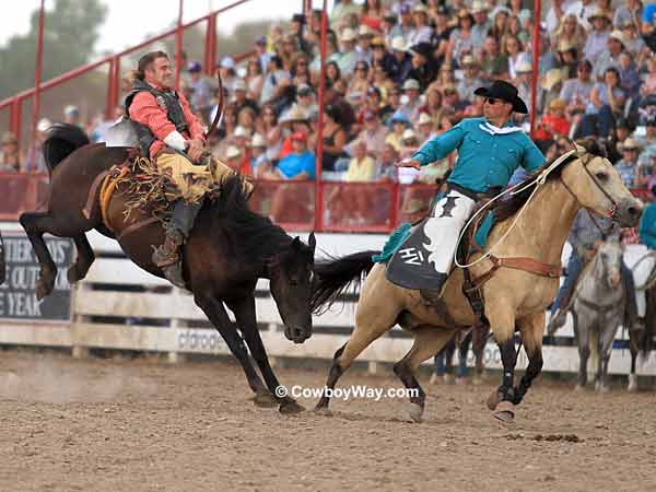 A pickup man moves in on bareback bronc rider Joe Gunderson and bronc Wilma