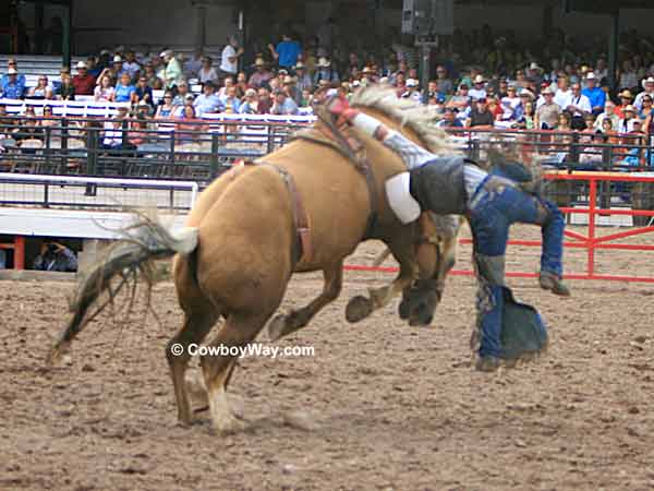 A bareback bronc twists in the air