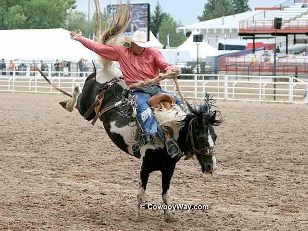 A saddle bronc rider on a spotted bronc