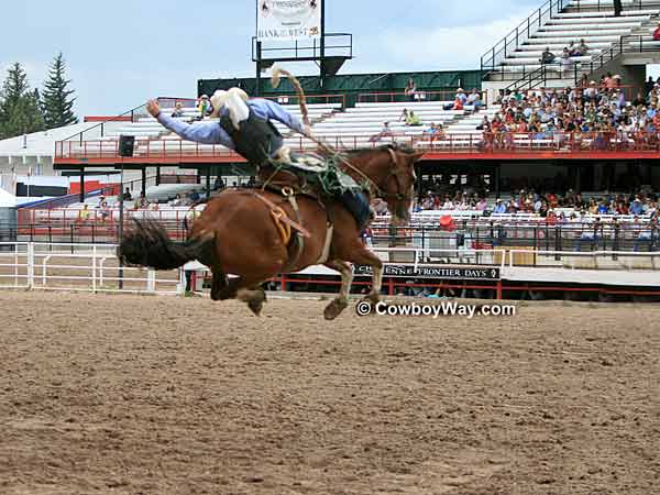 A saddle bronc jumps high into the air