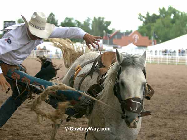 Saddle bronc rider gets bucked off