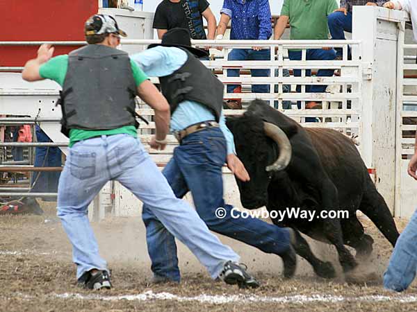 Circle Of Fear contestants charged by a bull