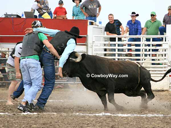 Circle Of Fear bull hits a man in the chest