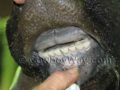 Cow teeth age: Short and solid