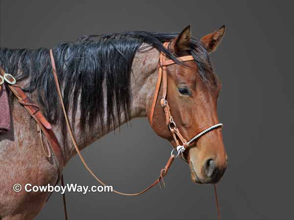 A saddled cow horse holding a rope