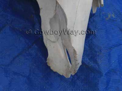 The upper jaw of a cow skull showing the dental pad