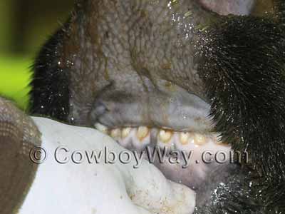 Cow teeth age: Gummer