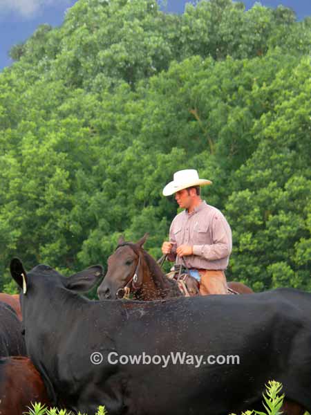 A cowboy quietly herds cows