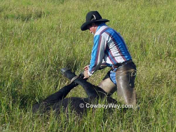 A cowboy ties down a calf in the pasture