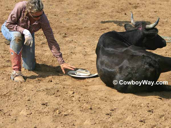 A cowgirl's hat is flattened by a steer