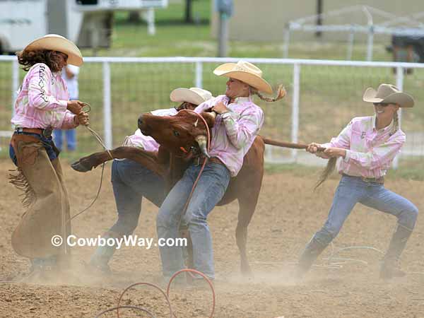 Four cowgirls work to lay a steer on its side