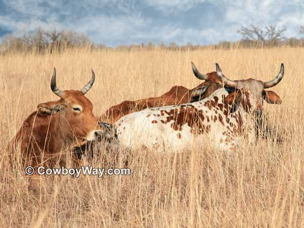 Picture of three Brahma cows laying in the grass