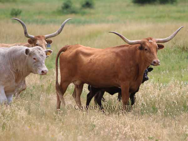 Longhorn cows and a Charolais bull